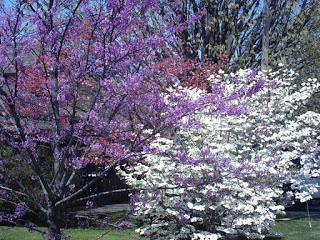 spring flowers 2